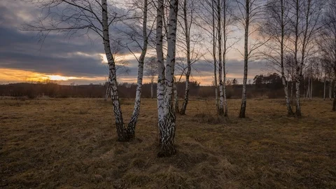 Small birch forest in steppe landscape at sunset. 4k timelapse Stock Footage 87305102