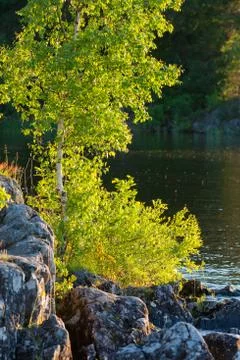 Small birch at summer Stock Photos