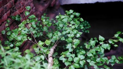A small birch tree grew next to the wall of an abandoned building Stock Footage 305834562