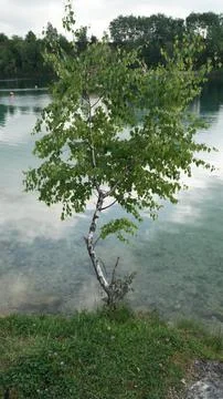 Small Birch Tree with Lake in the Background, Meadow Clover Flowers Visible in Stock Photos