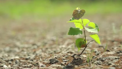 A small birch tree in a rocky plain. Ecology symbol. Natural growth and sunlight Video stock 156511236