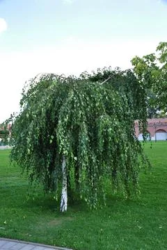 Small birch tree with spreading branches. Stock Photos