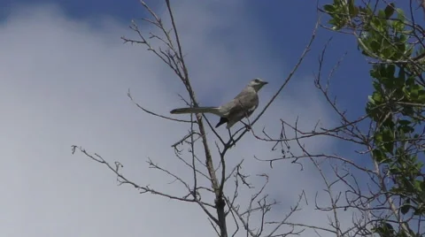 Small bird in 4K Stock Footage 53201952