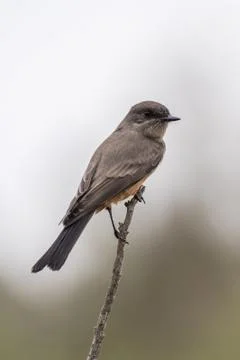 Small bird is able to perch on small branches. Stock Photos