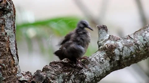 Small Bird After Rain Sitting On Branch Close Up Rainy Season On Tropical Island Stock Footage 53757902