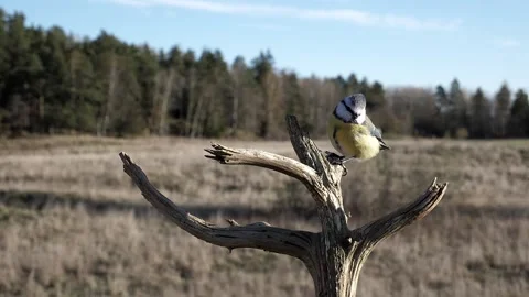 Small bird is all puffed up on a chilly fall day by a meadow. Video stock 172263249
