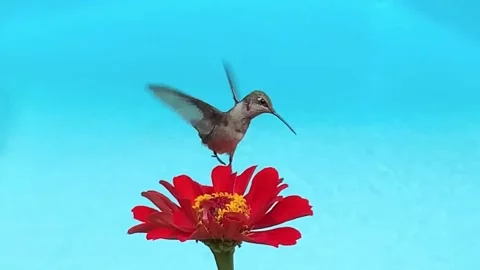 Small bird and flower over water surface. Light aqua-blue copy space background Stock Footage 238968159