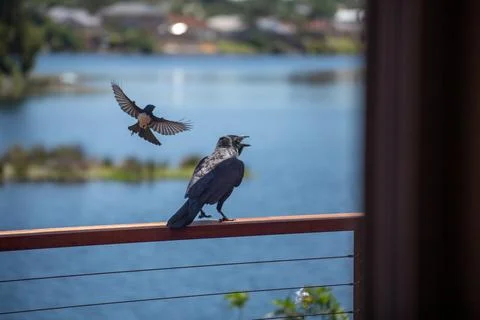 Small Bird Attacking Crow Foto stock