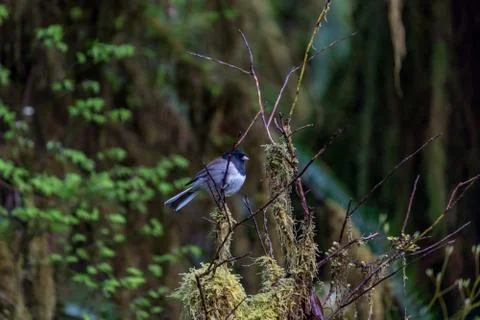Small bird ballancing on new spring growth Stock Photos