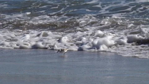 A small bird on the beach. Vídeos de archivo 300742245