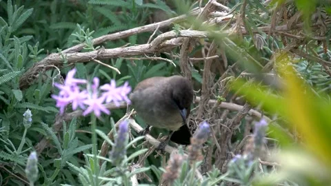 A small bird between branches in a green garden Video stock 132340671