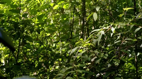 Small bird between green leaves in the amazon rain forest Stock Footage 288463217