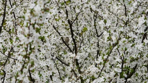 A small bird on a blossoming plum tree Stock-Footage 191564705