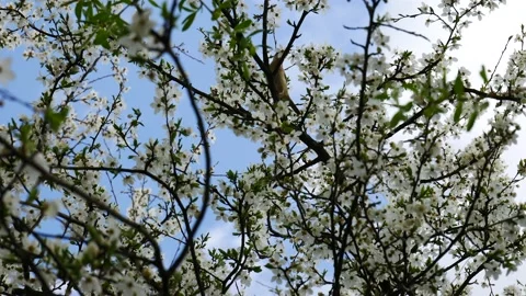A small bird on a blossoming plum tree. Video stock 191565009