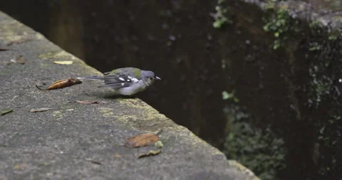 A small bird in the bosom of nature, 4K slomo Stock Footage 249764537