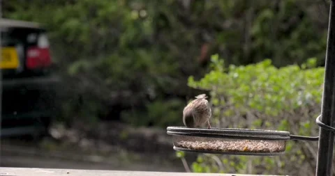 Small Bird at Bowl Feeder Video stock 134356881