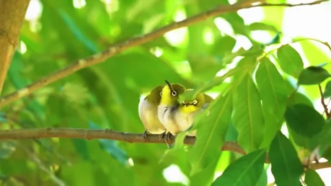 Small Bird on Branch Stock Footage 323143673