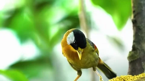 Small Bird on Branch Stock Footage 323143729