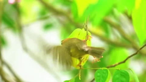 Small Bird on Branch Stock Footage 323143732