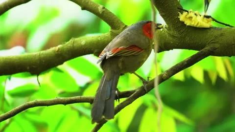 Small Bird on Branch Stock Footage 323143738
