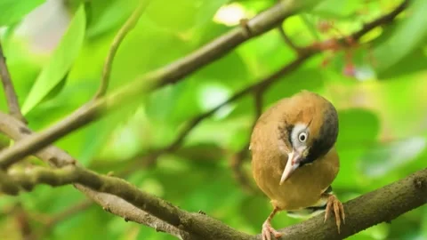 Small Bird on Branch Stock Footage 323143784
