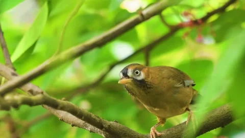 Small Bird on Branch Stockbeeldmateriaal 323143785