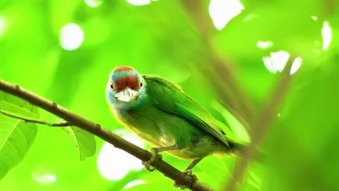 Small Bird on Branch Stock Footage 323143788