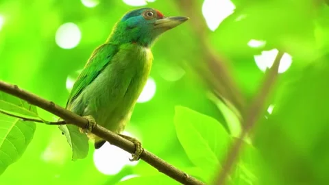  Small Bird on Branch Stock Footage 323143808