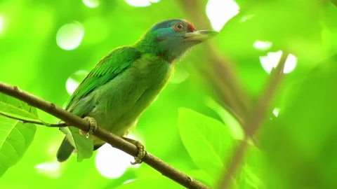  Small Bird on Branch Stock Footage 323143814