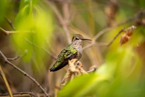 Small bird on branch Stock Photos