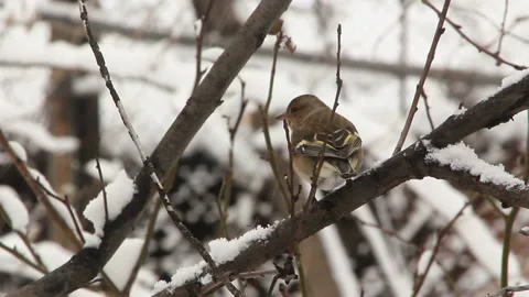 Small bird on branch in winter time Stock Footage 115951007