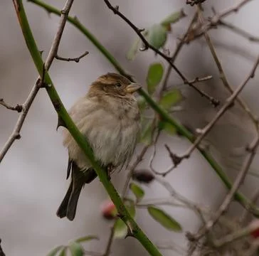 Small bird in the bushes Stock Photos