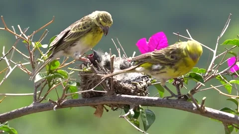 A small bird called canary regurgitating food to their chicks Stock-Footage 341117064