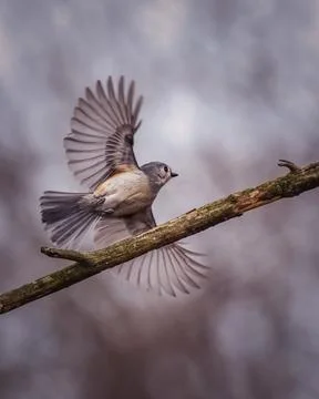 A small bird is captured mid-flight with its wings spread wide Stock Photos