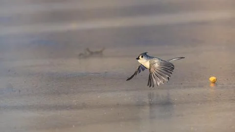 A small bird is captured mid-flight over a smooth, icy surface Stock Photos