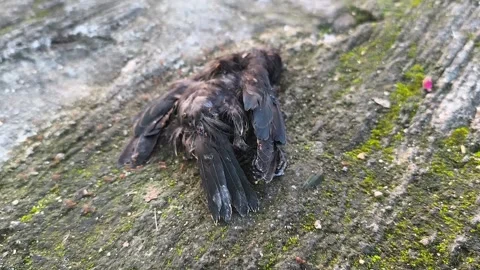 Small bird carcass Stock Footage 329492122