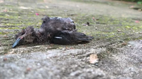 Small bird carcass 库存影片 329492201