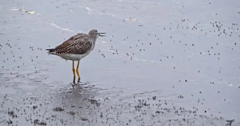 Small bird catches tiny fish in lagoon Stock Footage 169005532