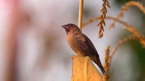 Small bird catching stem corn. Bird is Scaly breasted munia in cornfield. Stock Footage 86947598