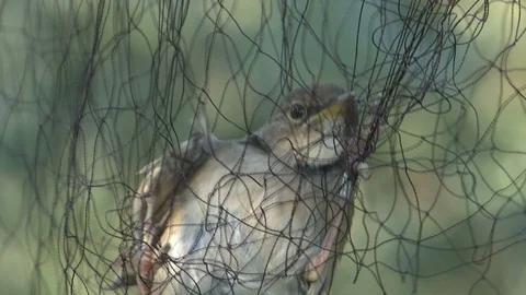 A small bird caught in the net - close up shot Stock Footage 116093863