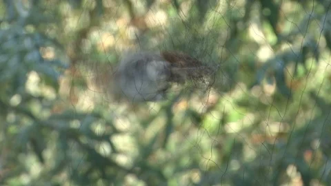 A small bird caught in a net Stockbeeldmateriaal 116092589
