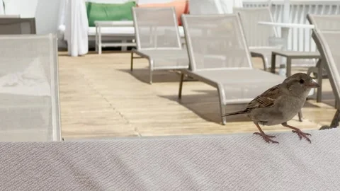 A small bird, chick, sparrow is looking for food, flying and walking on sea.. Stock Footage 246636825