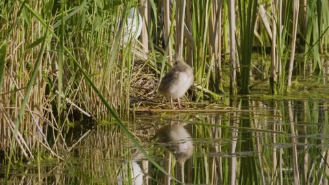 Small Bird Chick (Wader Rail) in Natural Habitat on the Ros River, Ukraine Stock Footage 326373685