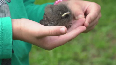 A small bird in the child hands Stock Footage 254555090