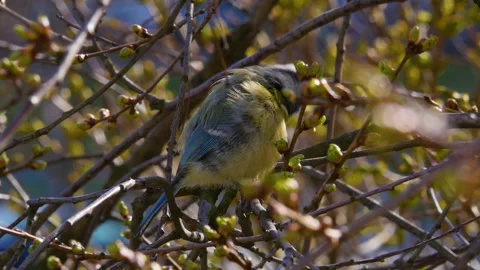 Small bird is cleaning its feathers on a tree branch Stock-Footage 131068438