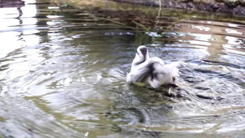 A small bird cleaning it's feathers. Vídeos de archivo 302146115