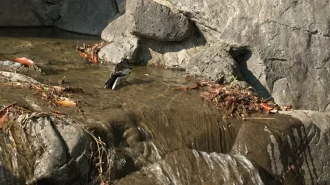 A small bird cleaning itself in a stream. Stock Footage 130227393