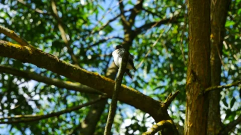 A small bird cleans feathers on a branch in the forest. Video stock 201341374
