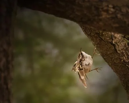 A small bird clings to the bark of a tree Stock Photos