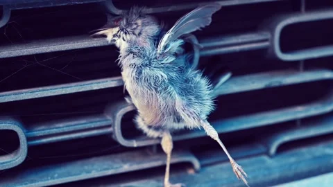 Small bird dead and stuck the car front bumper Stock Footage 163373255